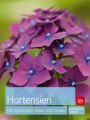 Buchcover Hortensien | Katharina Adams | EAN 9783835409194 | ISBN 3-8354-0919-0 | ISBN 978-3-8354-0919-4