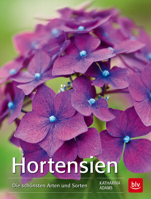 Buchcover Hortensien | Katharina Adams | EAN 9783835414112 | ISBN 3-8354-1411-9 | ISBN 978-3-8354-1411-2