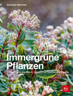 Buchcover Immergrüne Pflanzen | Dorothée Waechter | EAN 9783835419667 | ISBN 3-8354-1966-8 | ISBN 978-3-8354-1966-7