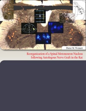 Buchcover Reorganization of a Spinal Motoneuron Nucleus following Autologous Nerve Graft in the Rat | Dieter M. Weinert | EAN 9783839167779 | ISBN 3-8391-6777-9 | ISBN 978-3-8391-6777-9