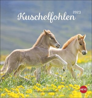 Buchcover Kuschelfohlen Postkartenkalender 2023. Ein kleiner Kalender voll unbeholfener Fohlen zum Dahinschmelzen. Postkarten-Tischkalender, der die Herzen von Pferde-Freunden höher schlagen lässt. | Sabine Stuewer | EAN 9783840194559 | ISBN 3-8401-9455-5 | ISBN 978-3-8401-9455-9