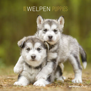 Buchcover Welpen 2020 - Puppies - Wandkalender - Broschürenkalender (30 x 60 geöffnet) - Tierkalender - Wandplaner | ALPHA EDITION | EAN 9783840701030 | ISBN 3-8407-0103-1 | ISBN 978-3-8407-0103-0