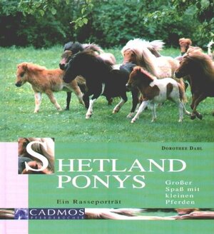 Shetland Ponys. Großer Spaß mit kleinen Pferden.