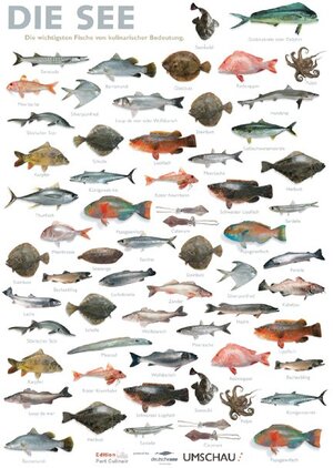 Plakat Meeresfische: Die 80 wichtigsten Fische