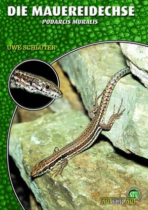 Buchcover Die Mauereidechse | Uwe Schlüter | EAN 9783866591455 | ISBN 3-86659-145-4 | ISBN 978-3-86659-145-5