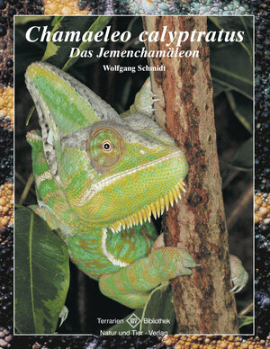 Buchcover Chamaeleo calyptratus | Wolfgang Schmidt | EAN 9783866593190 | ISBN 3-86659-319-8 | ISBN 978-3-86659-319-0