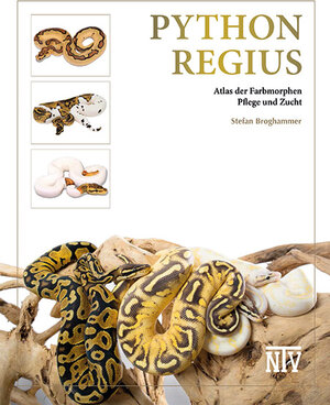 Buchcover Python regius | Stefan Broghammer | EAN 9783866594036 | ISBN 3-86659-403-8 | ISBN 978-3-86659-403-6