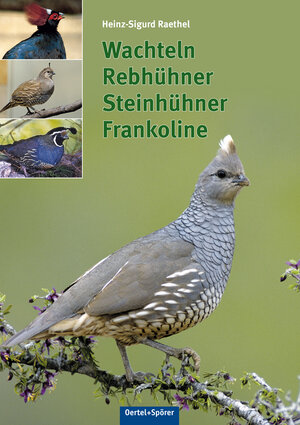 Buchcover Wachteln, Rebhühner, Frankoline | Heinz-Sigurd Raethel | EAN 9783886275571 | ISBN 3-88627-557-4 | ISBN 978-3-88627-557-1