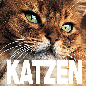 Katzen