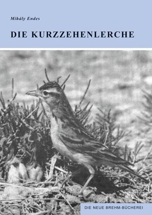 Die Kurzzehenlerche. Calandrella brachydactyla Leisler