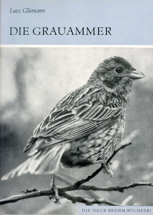 Die Grauammer. Emberiza calandra