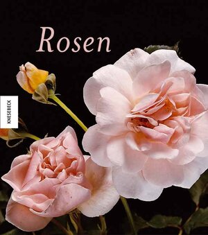 Buchcover Rosen | Paul Starosta | EAN 9783896602961 | ISBN 3-89660-296-9 | ISBN 978-3-89660-296-1