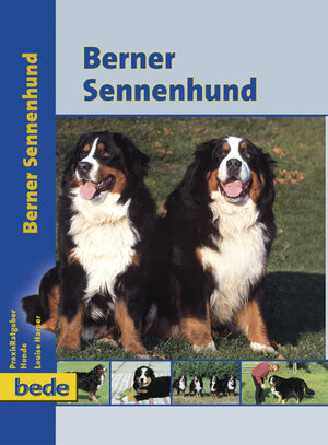 Berner Sennenhund, Praxisratgeber