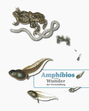Buchcover Amphibios - Vom Wunder der Verwandlung | Fritz Jürgen Prof. Obst | EAN 9783910018822 | ISBN 3-910018-82-3 | ISBN 978-3-910018-82-2