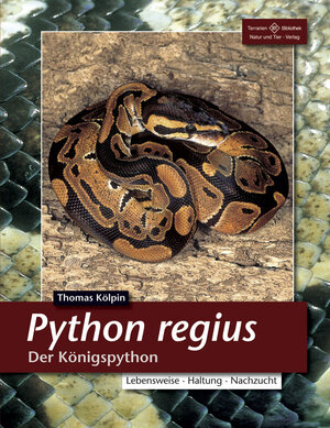 Python regius. Der Königspython