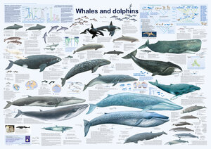 Buchcover Whales and dolphins | R Krätzner | EAN 9783933922809 | ISBN 3-933922-80-1 | ISBN 978-3-933922-80-9