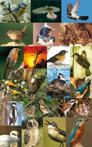 Buchcover 21 Vogel-Postkarten  | EAN 9783935329996 | ISBN 3-935329-99-7 | ISBN 978-3-935329-99-6