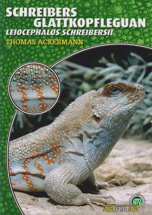 Buchcover Schreibers Glattkopfleguan | Thomas Ackermann | EAN 9783937285702 | ISBN 3-937285-70-9 | ISBN 978-3-937285-70-2