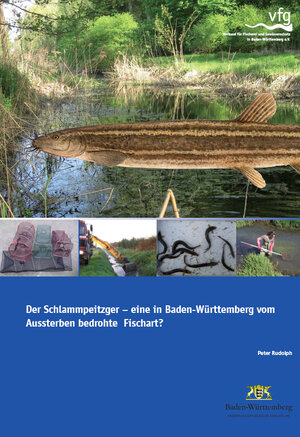 Buchcover Der Schlammpeitzger - eine in Baden-Württemberg vom Aussterben bedrohte Fischart? | Peter Rudolph | EAN 9783937371115 | ISBN 3-937371-11-7 | ISBN 978-3-937371-11-5