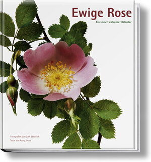 Ewige Rose. Ein immerwährender Kalender.