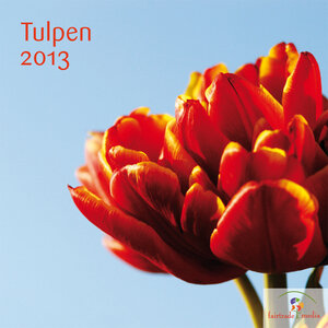 Buchcover Tulpen 2013  | EAN 9783941466845 | ISBN 3-941466-84-4 | ISBN 978-3-941466-84-5