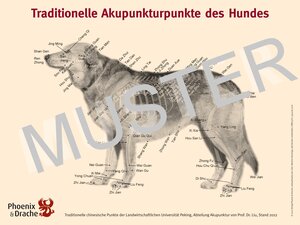 Buchcover Traditionelle Akupunkturpunkte des Hundes | Susanne Hauswirth | EAN 9783943116038 | ISBN 3-943116-03-4 | ISBN 978-3-943116-03-8
