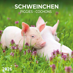 Buchcover Schweinchen/Piggies 2026  | EAN 9783959295833 | ISBN 3-95929-583-9 | ISBN 978-3-95929-583-3