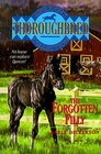 Buchcover The Forgotten Filly (Thoroughbred Club, 0)
