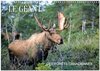 Buchcover LE GÉANT DES FORÊTS CANADIENNES (Calendrier mural 2024 DIN A3 vertical), CALVENDO calendrier mensuel: 13 nouvelles photo