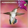 Buchcover Hummingbirds 2013