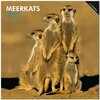 Buchcover Meerkats 2013