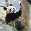 Buchcover Pandas 2013