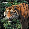 Buchcover Tigers 2013