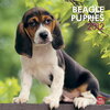Buchcover Beagle Puppies 2012