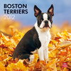 Buchcover Boston Terriers 2012