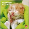 Buchcover Newborn Kittens 2013