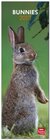 Buchcover Bunnies 2013