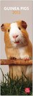 Buchcover Guinea Pigs 2013
