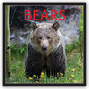 Buchcover Bears - Bären 2018 - 16-Monatskalender