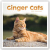 Buchcover Ginger Cats – Rothaarige Katzen 2022