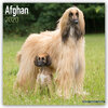 Buchcover Afghan - Afghanen 2020