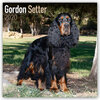 Buchcover Gordon Setter 2020
