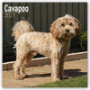 Buchcover Cavapoo – Cavoodle 2021