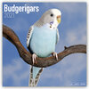 Buchcover Budgerigars - Wellensittiche 2021