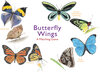 Buchcover Butterfly Wings