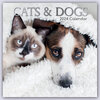 Buchcover Cats & Dogs – Katzen & Hunde 2024 – 16-Monatskalender