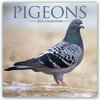 Buchcover Pigeons - Tauben 2021