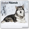 Buchcover Alaskan Malamute 2022 - 16-Monatskalender