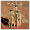 Buchcover Meerkats - Erdmännchen 2022 - 16-Monatskalender