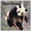 Buchcover Pandas - Pandabären 2020 - 16-Monatskalender